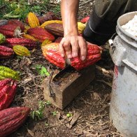 Nahua Costa Rica Braking Cacao Pods 1