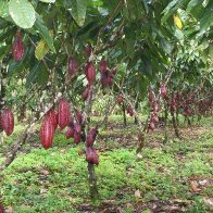 Nahua Costa Rica Cacao Tree 2