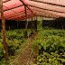 Costa Rica Cacao Tree Nursery 2