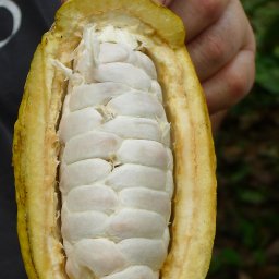 Mindo Chocolate Makers Chocolate Making: From tree to Bar