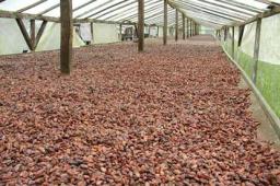cocoa bean , cocoa seeds , cocoa Powder , arabica coffee bean, robusta coffee bean,kidney bean,soy bean,soybean meal available in tons