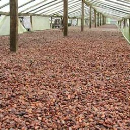 cocoa bean , cocoa seeds , cocoa Powder , arabica coffee bean, robusta coffee bean,kidney bean,soy bean,soybean meal available in tons