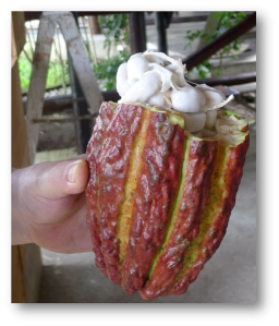 Chocolate Making Origins: Hands on Chocolate Making from Tree to Bar