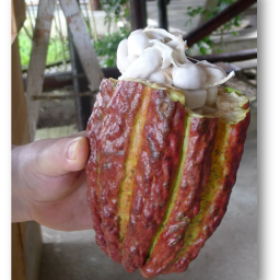 Chocolate Making Origins: Hands on Chocolate Making from Tree to Bar