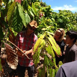 Cacao & Chocolate Boot Camp, seed to tree – bean to bar