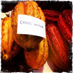 Salon del Cacao y Chocolate & La Ruta del Cacao