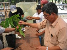 Frontiers in Science and Technology for Cacao Quality, Productivity and Sustainability