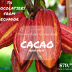 Cacao (1).png