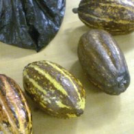 Fresh cacao pods