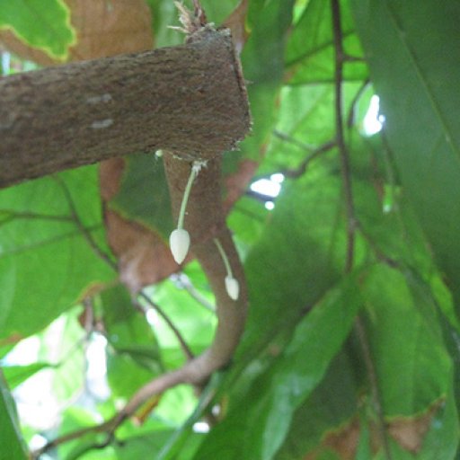 Theobroma Cacao Bud