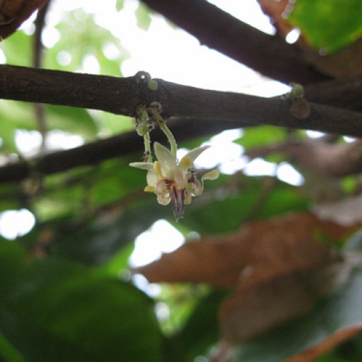 Theobroma Cacao Blossom II