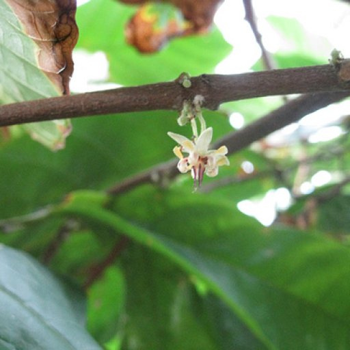 Theobroma Cacao Blossom I