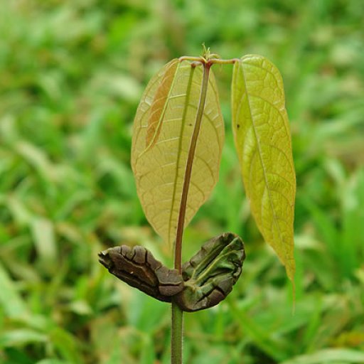 first leaves 
