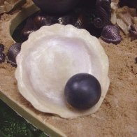 Sea Shell and Black Pearl