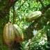 Cocoa_tree