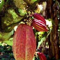 Dank Cocoa Garden and Vibrant Pod
