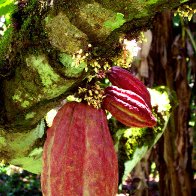 Dank Cocoa Garden and Vibrant Pod