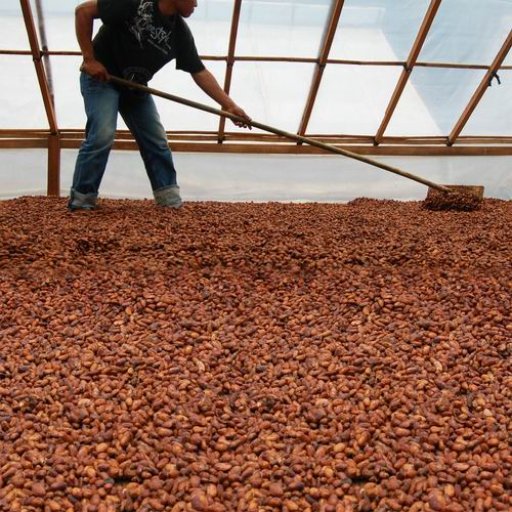 Solar Drying at Big Tree Farms