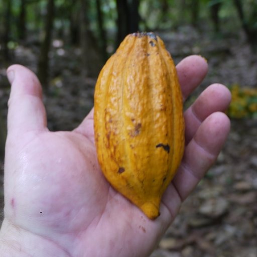 Tiny Wild Cacao Pods