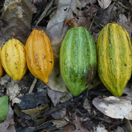 A Selection of Six Wild Cacao Pods