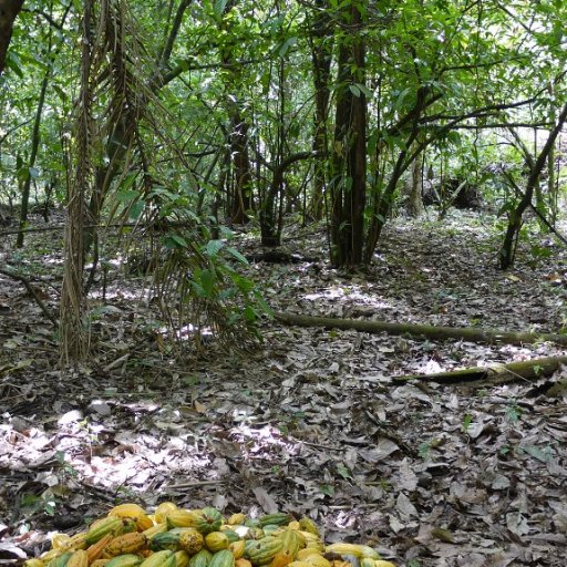 Harvesting Wild Cacao - Hacienda Tranquilidad