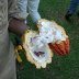 White pulp inside the cacao pod