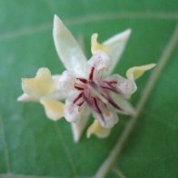 cacao flower
