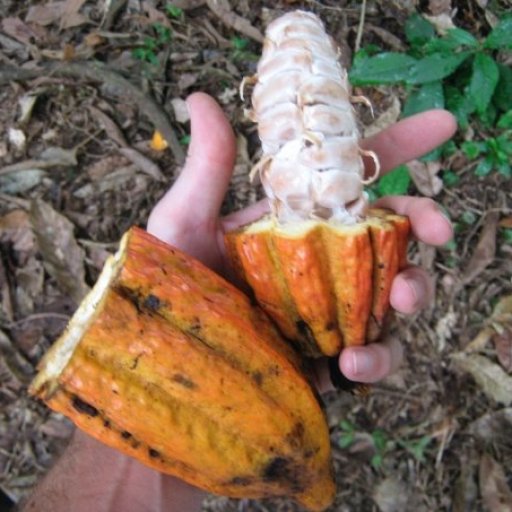 CacaoPod
