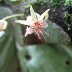 flor de cacao