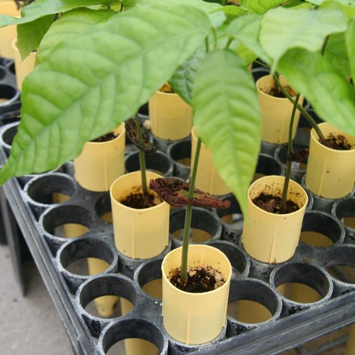 Seedling rack