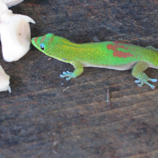 Gecko