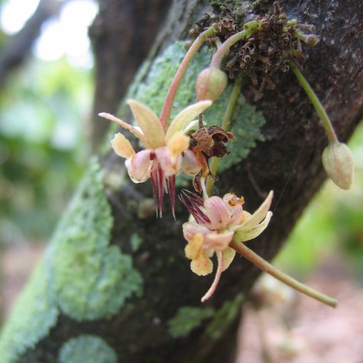 Flowering