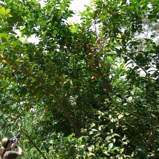 Jamaica Lime Tree - Eladio Pop's Agouti Farm