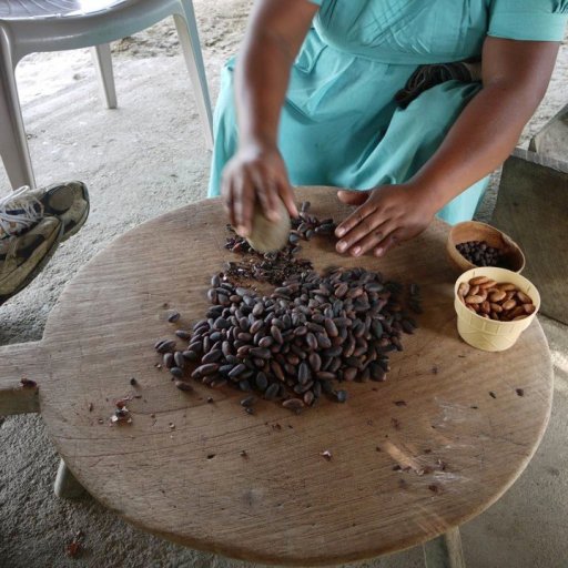 Crushing Roasted Cocoa Beans