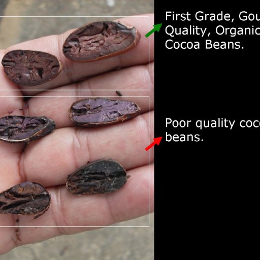 Gourmet organic cacao