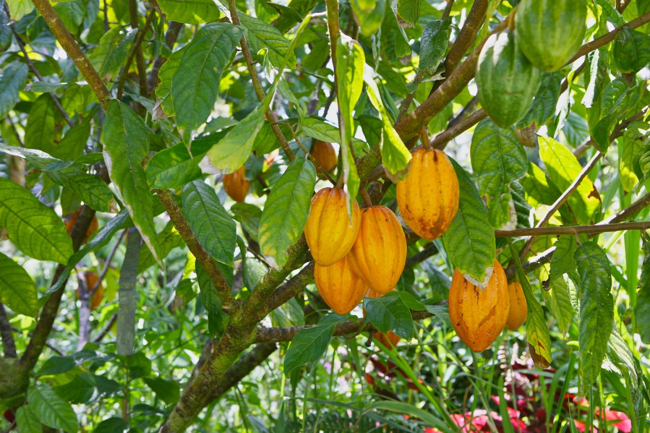 Cacao Tree Pods Galleries Chad Settlemier Thechocolatelife