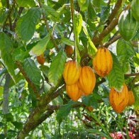 Cacao tree - pods