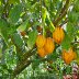 Cacao tree - pods
