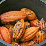 Cacao pods in a pot