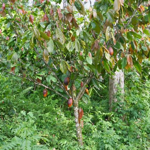 Cacao tree - brown pods