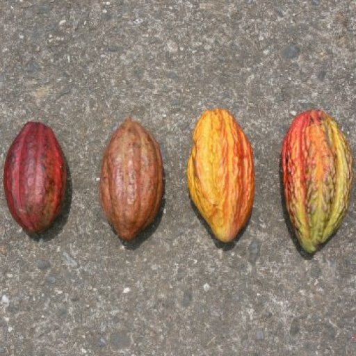 Selection of Cacao Pods From a Single Farm