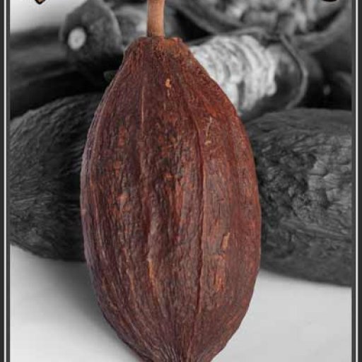 Cocoa-Pod-Logo-Photo