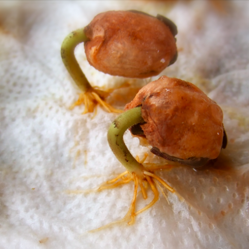 Cacao babies