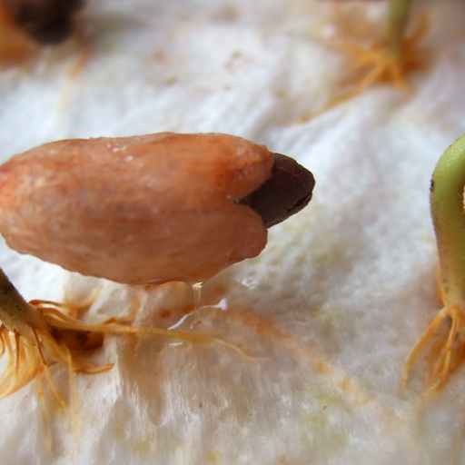 Cacao babies