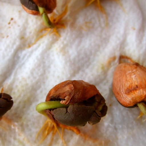 Cacao babies