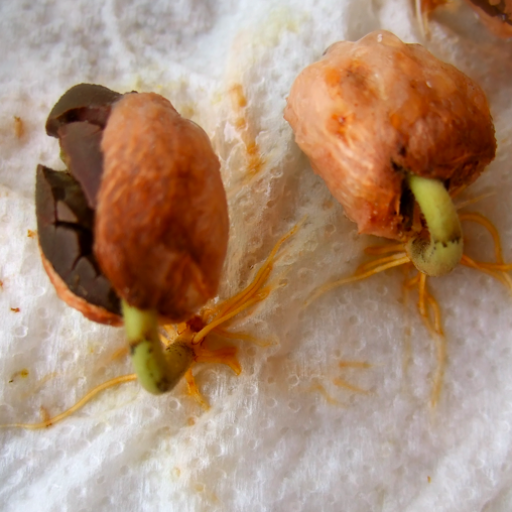 Cacao babies