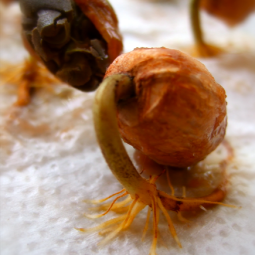 Cacao babies