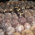 truffles for Christmas party