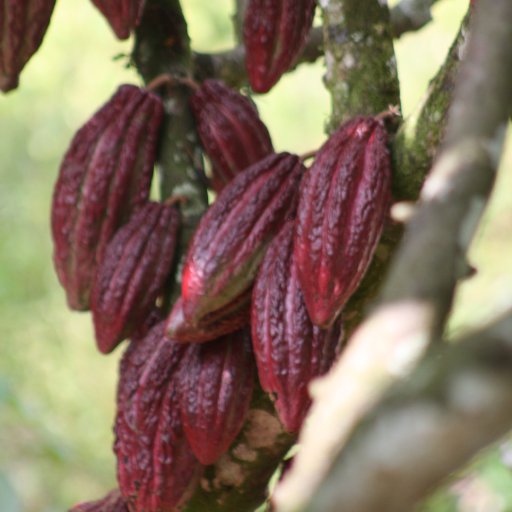 Luker Cacao