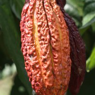 Luker Cacao